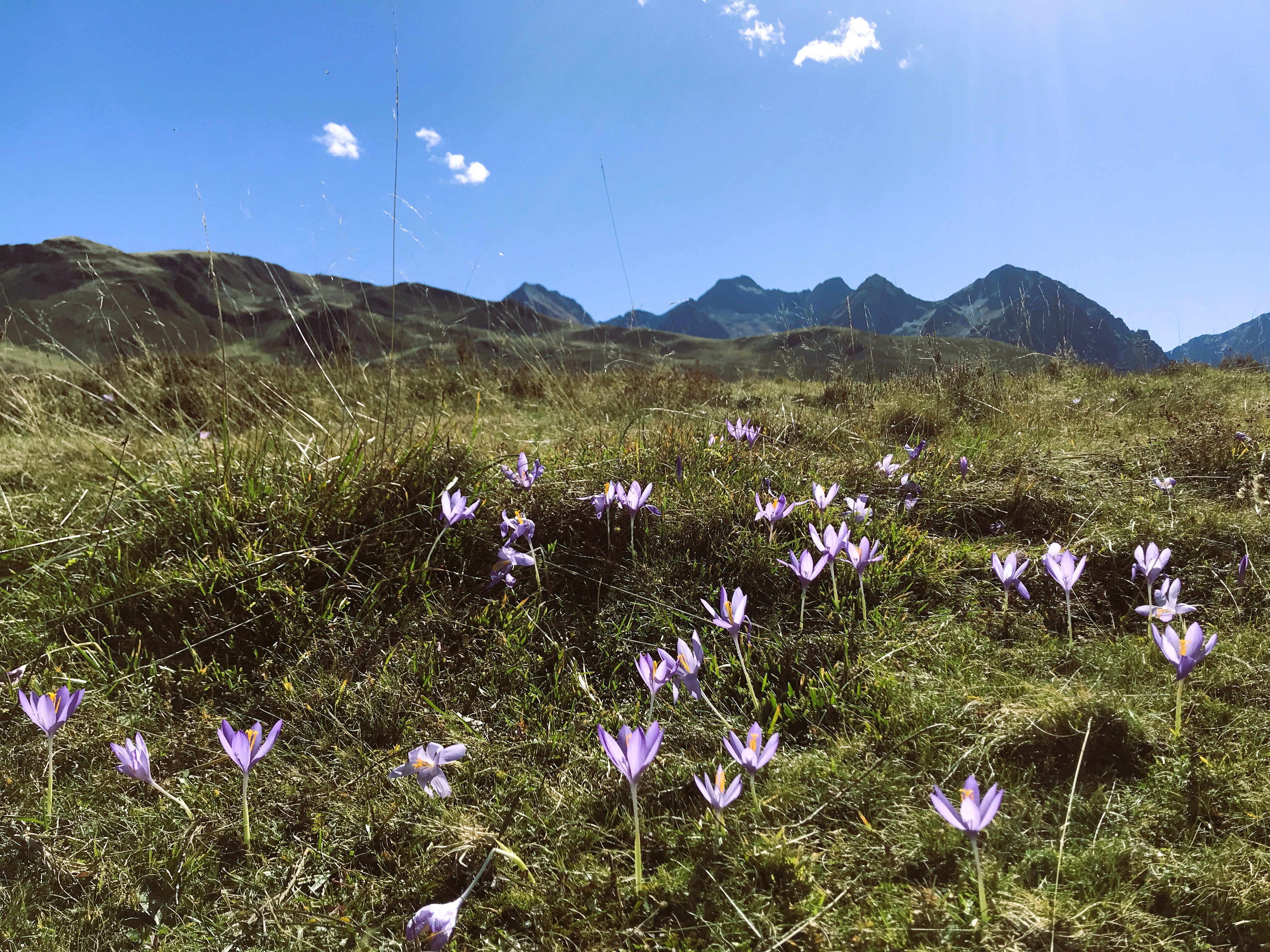 Colchiques Automnales (Colchicum autumnale)