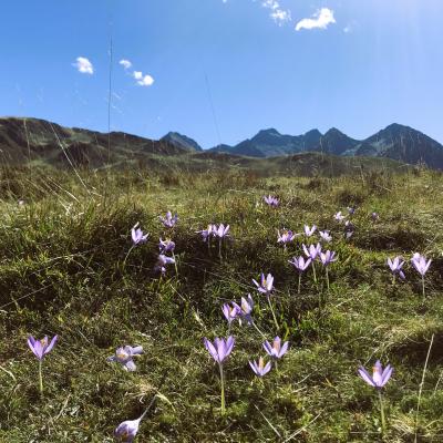 Colchiques Automnales (Colchicum autumnale)